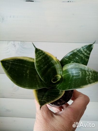 Сансевиерия ханни