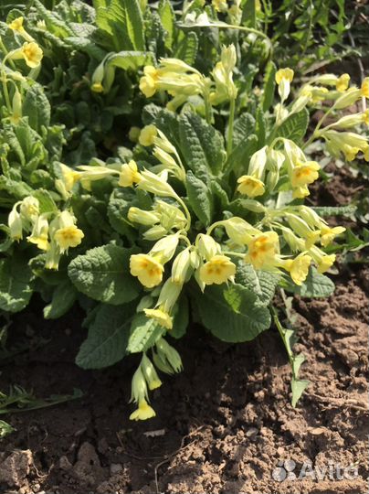 Примула садовая