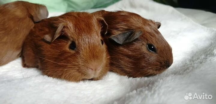 Морские свинки английский селф золото