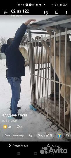 Алабай.Вязка