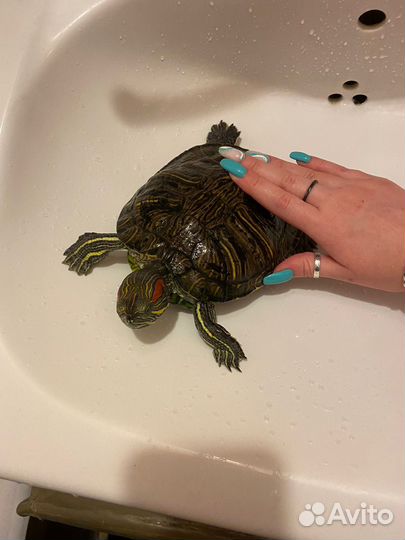 Черепаха бесплатно