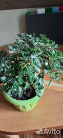 Аихризон дерево любви