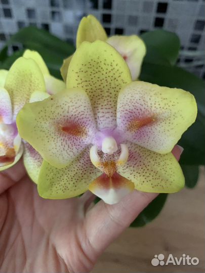 Орхидея фаленопсис Грин Бетмен