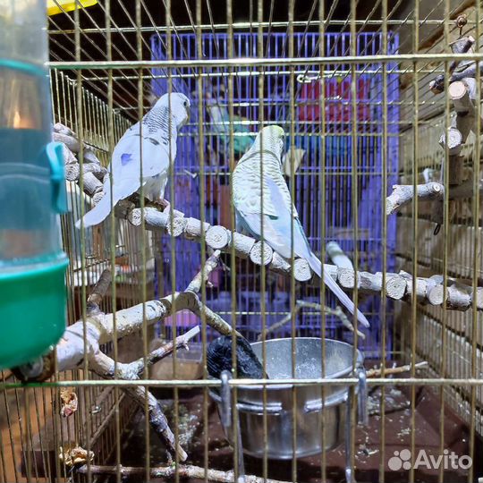 Волнистые попугаи. Пара