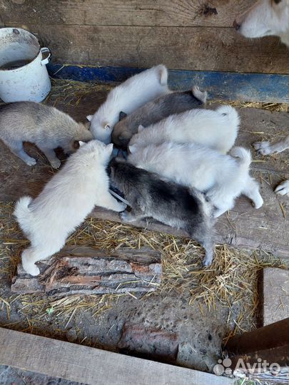 Щенки Западно сибирская лайка