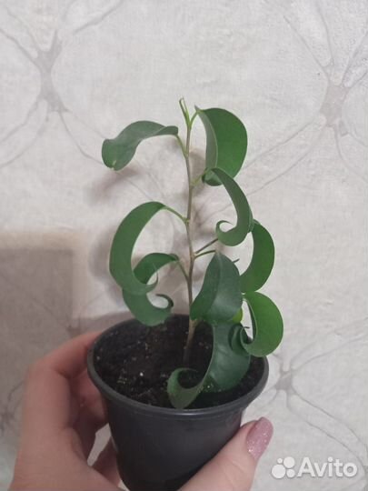 Фикусы сортовые