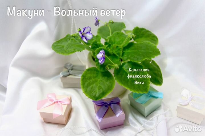 Набор из 3х фиалок
