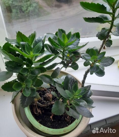 Комнатные цветы