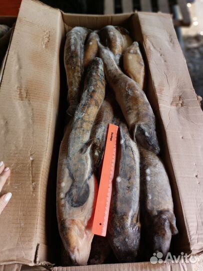 Лещ густера, синец жерех, налим свежемороженая