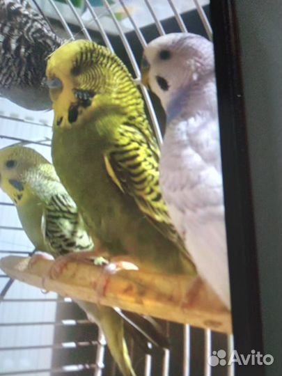 Волнистый попугай