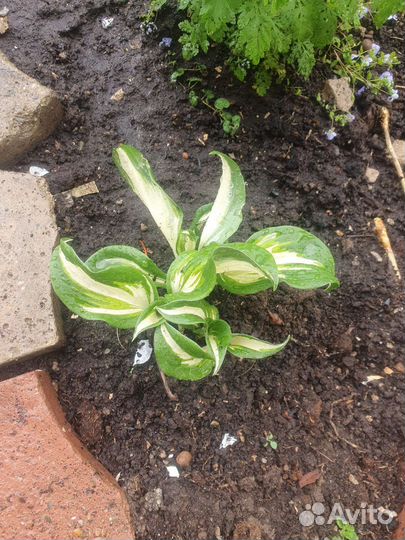 Хосты много сортов