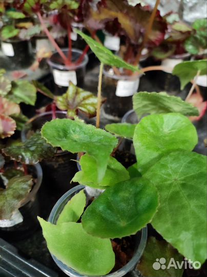 Детки декоративно лиственных бегоний