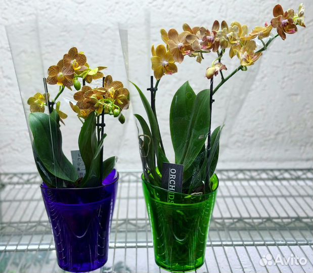 Коллекционные орхидеи