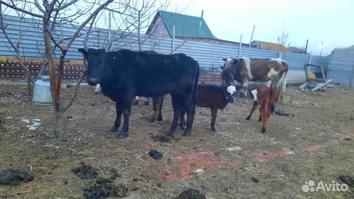 Коровы и телки
