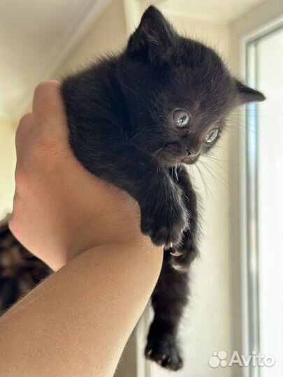 Шотладские котята