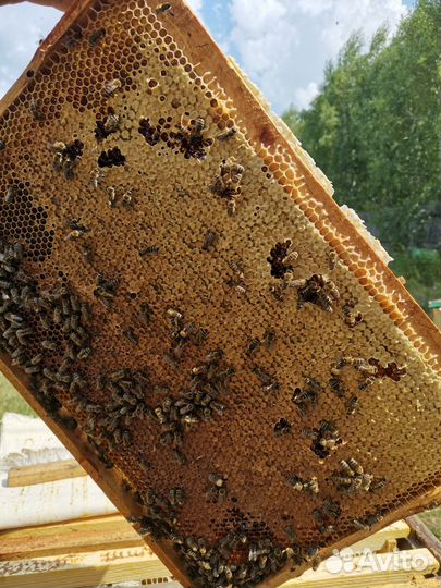 Мёд со своей пасеки 2023