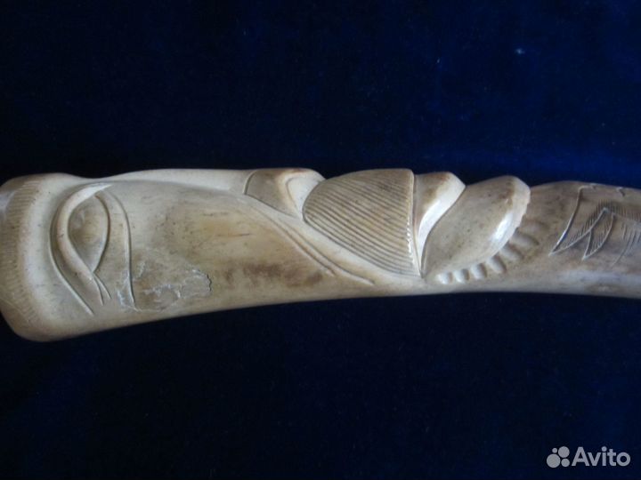 Бакулюм моржовый