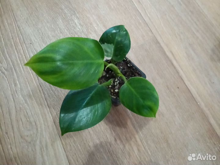 Филодендрон вайт визард