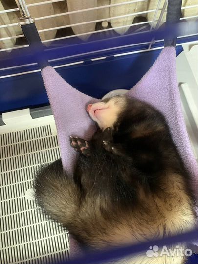 Вязка хорька