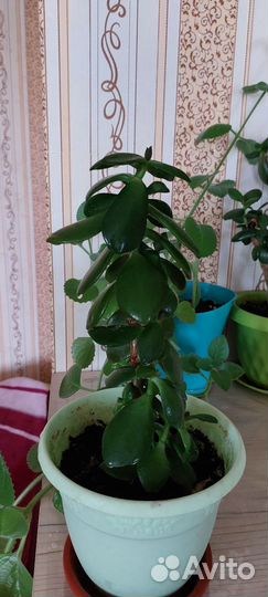 Денежное дерево красула толстянка