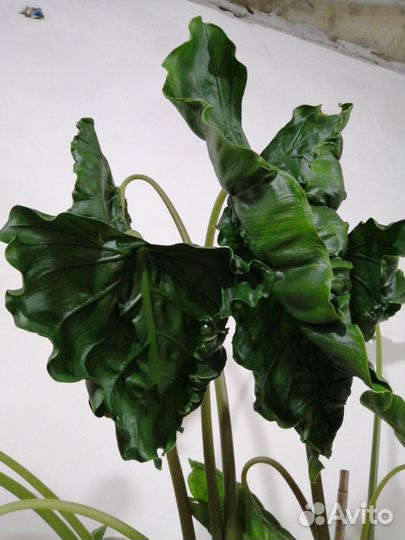 Алоказия Нью Гвинея Голд и Dragon Tail