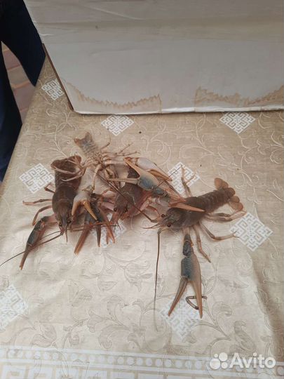 Волжские раки круглосуточно