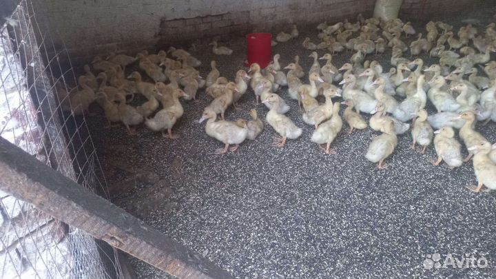 Утята стар 53