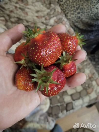 Рассада клубники Хоней