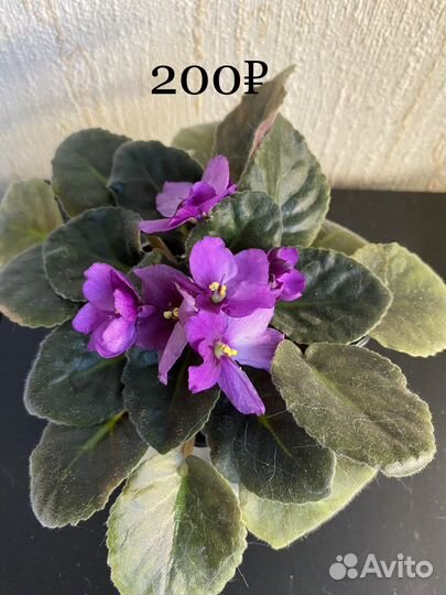 Продаю цветочки