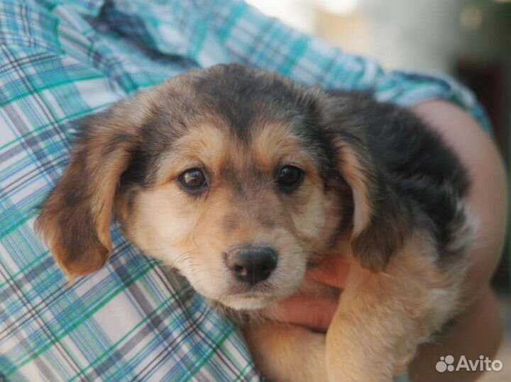 Щенок в добрые руки 3 мес