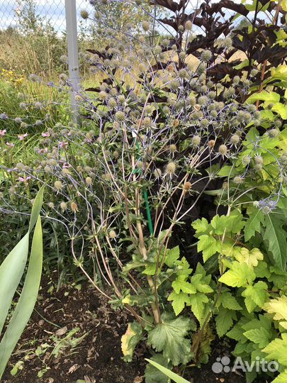 Синеголовник, брунера и другие