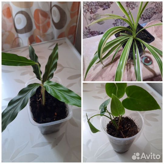 Комнатные цветы, замиокулькас, антуриум, и др