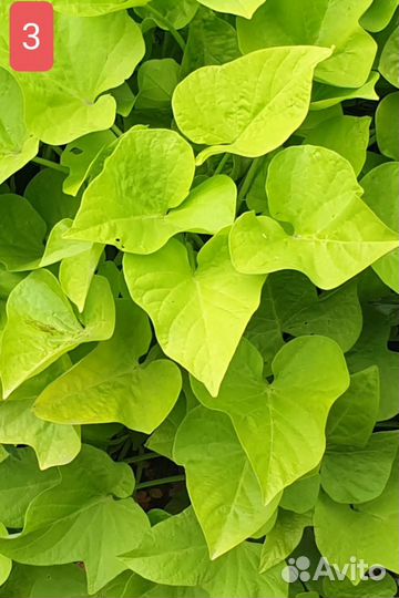 Ипомея батат