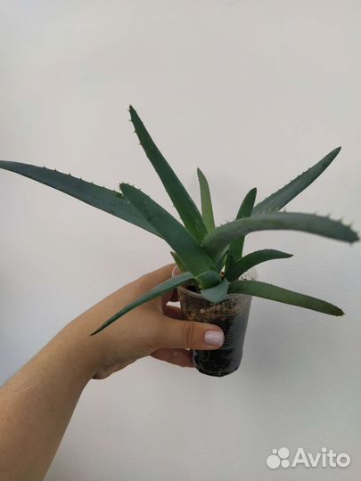 Алоэ столетник