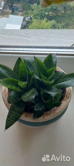 Сансевиерия