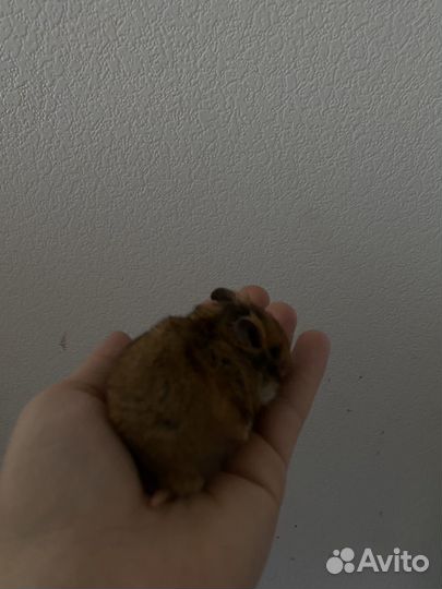 Сирийские хомячки