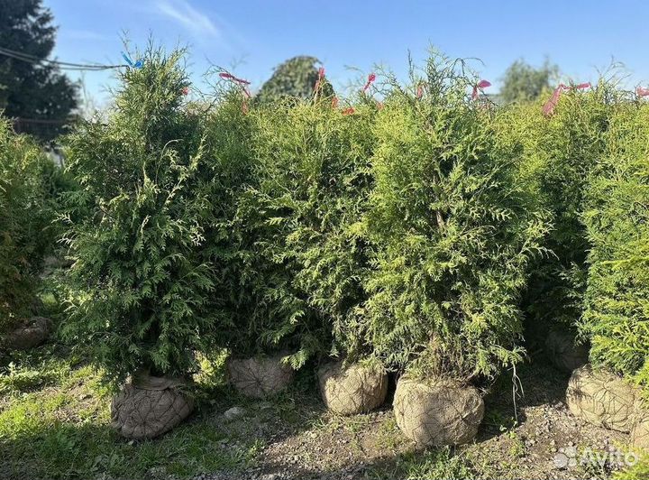 Туя западная Брабант с доставкой