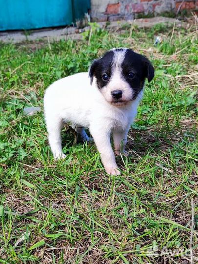 Собака в добрые руки отдам бесплатно