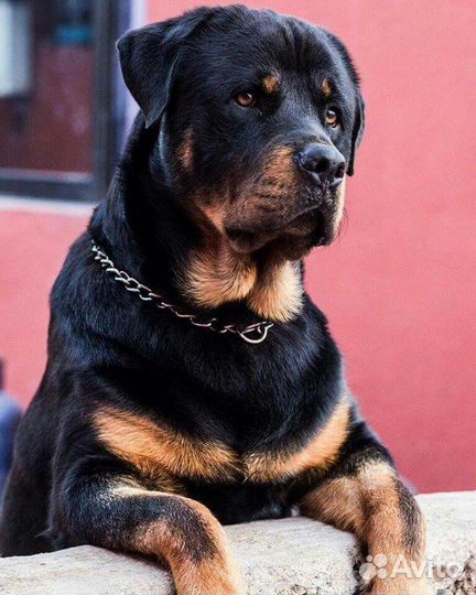 Щенки помесь немецкой овчарки ротвейлера