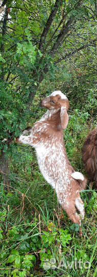 Англо нубийский козлик