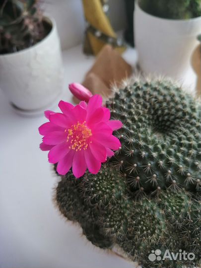 Кактус цветущий