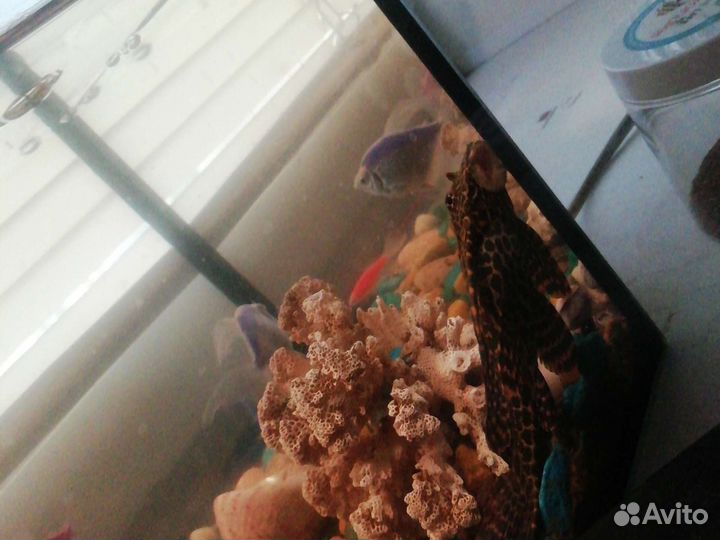 Аквариум с рыбками