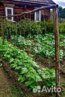 Семена огурцов старинного сорта из СССР