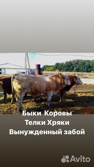 Быки, коровы, телки,вынужденный забой