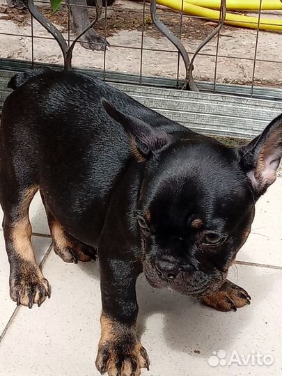 Шикарный малыш