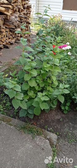 Саженцы чубушника высота 1 метр