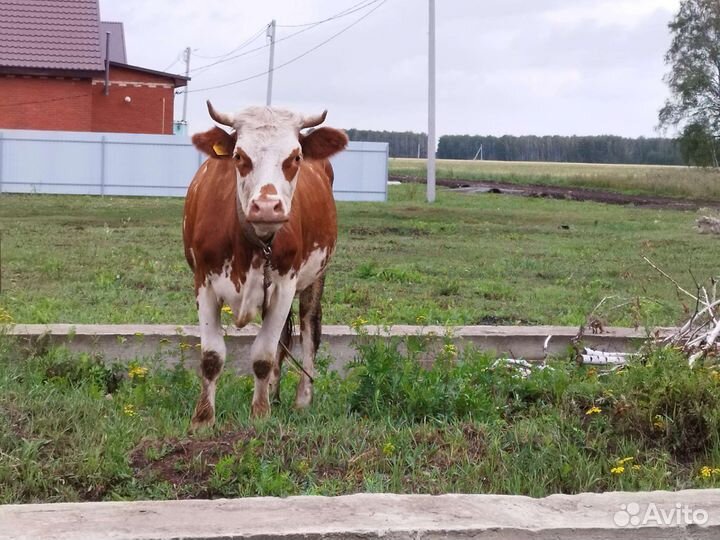 Корова дойная,телки