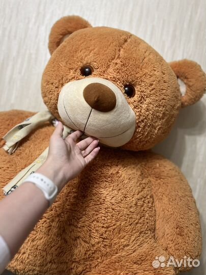 Большой мишка ищет себе хозяина