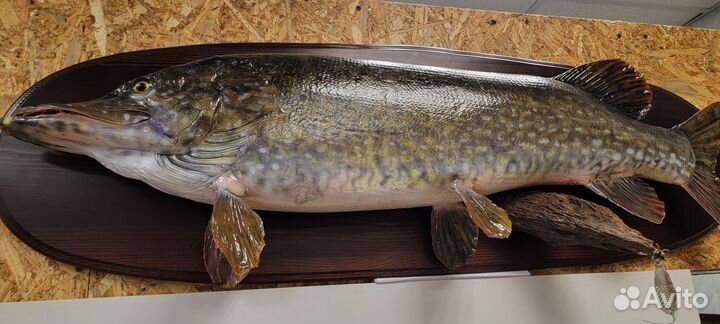 Чучело щуки весом 8кг