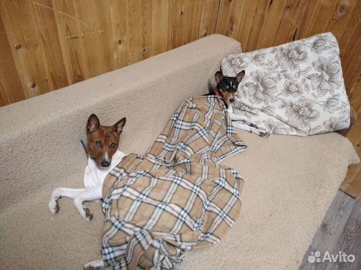 Передержка животных Коммунар Павловск Гатчина